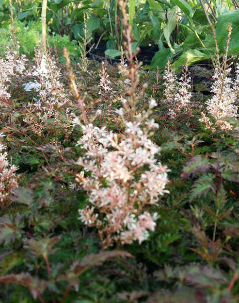 Astilbe simplicifolia `Bronce Elegans`